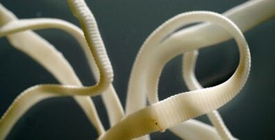 a flat parasite from the human body